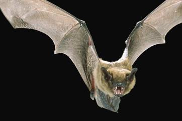 bat-flying